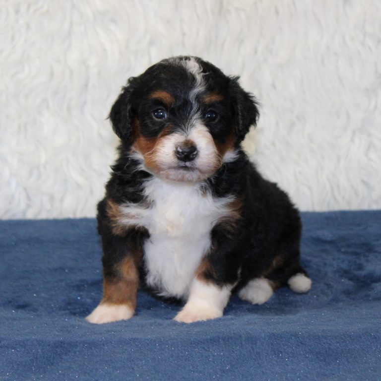 Black tri-color F1 Mini Bernedoodle puppy female