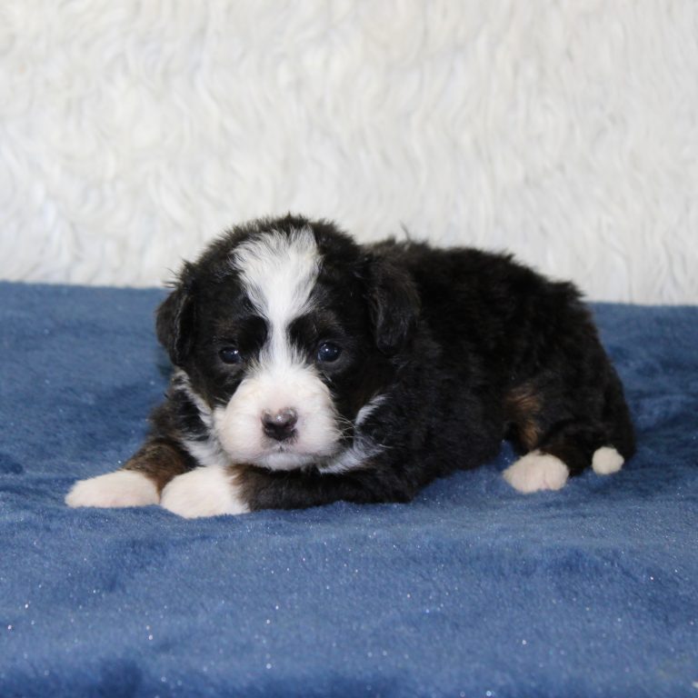 F1 black tri-color mini Bernedoodle female. Health tested, genetic clear, OFA Tested
