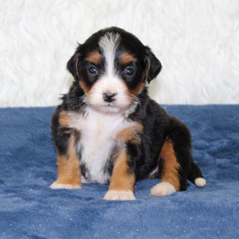 F1 black tri-color mini Bernedoodle female. Health tested, genetic clear, OFA Tested