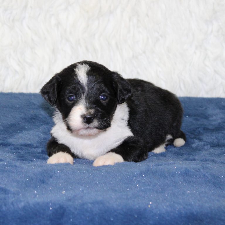 F1 black tri-color mini Bernedoodle female. Health tested, genetic clear, OFA Tested