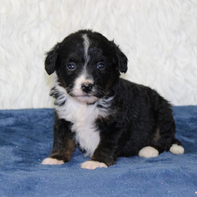 F1 black tri-color mini Bernedoodle female. Health tested, genetic clear, OFA Tested