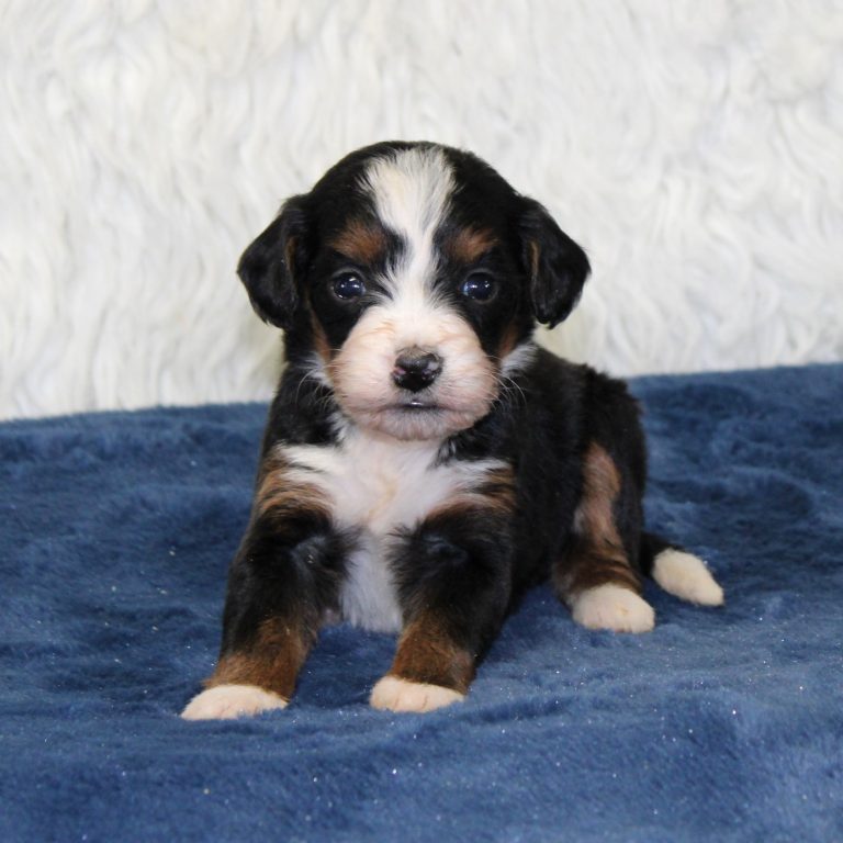 F1 black tri-color mini Bernedoodle female. Health tested, genetic clear, OFA Tested
