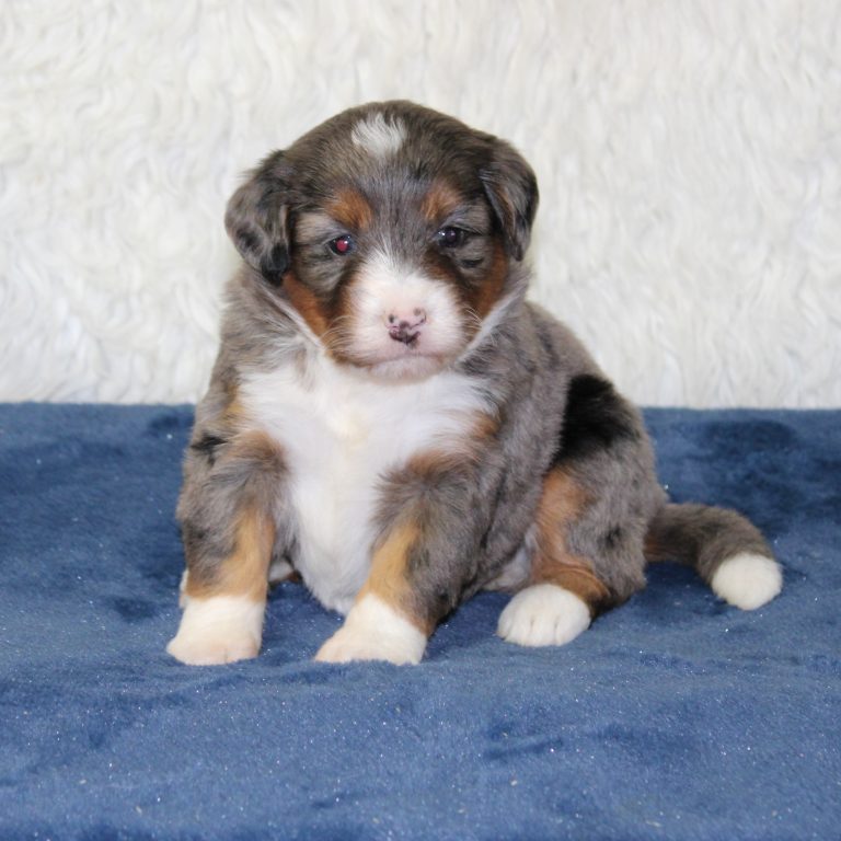 F1 blue merle tri-color mini Bernedoodle female. Health tested, genetic clear, OFA Tested