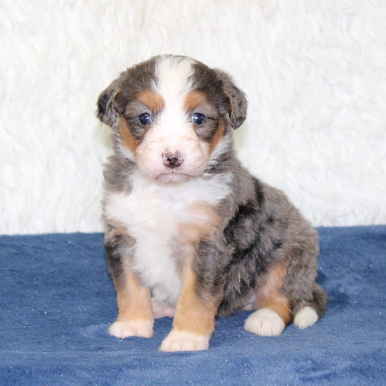 F1 blue merle tri-color mini Bernedoodle female. Health tested, genetic clear, OFA Tested