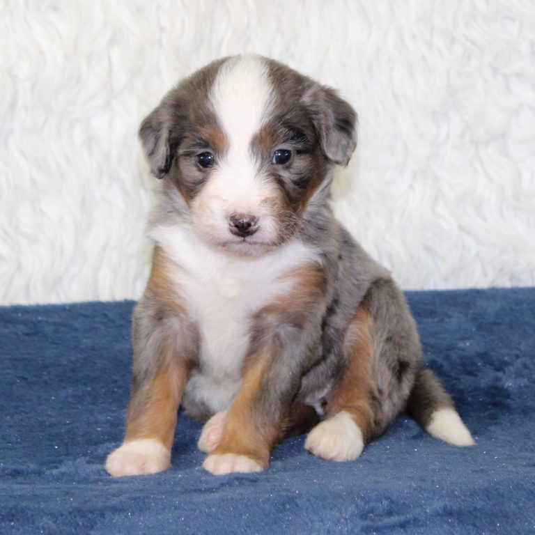 F1 blue merle tri-color mini Bernedoodle female. Health tested, genetic clear, OFA Tested
