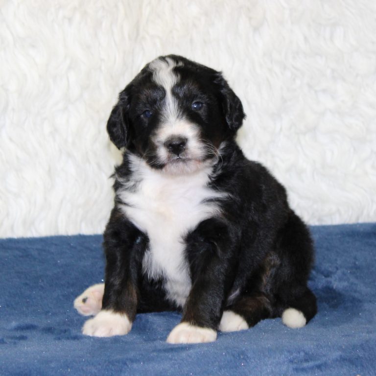 F1 black tri-color mini Bernedoodle male. Health tested, genetic clear, OFA Tested.