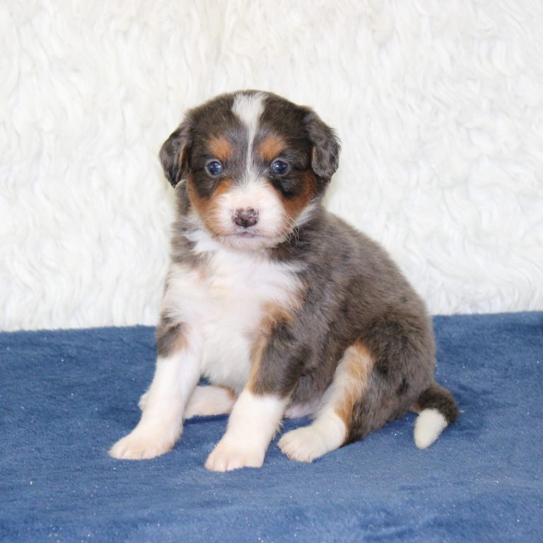 F1 blue merle tri-color mini Bernedoodle male. Health tested, genetic clear, OFA Tested.