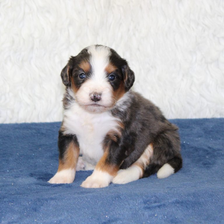 F1 blue merle tri-color mini Bernedoodle male. Health tested, genetic clear, OFA Tested.