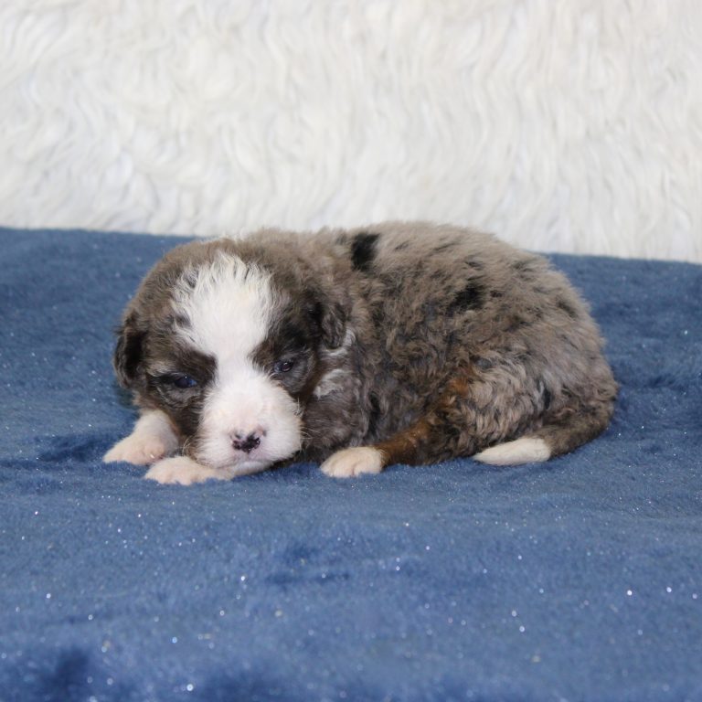 F1 blue merle tri-color mini Bernedoodle male. Health tested, genetic clear, OFA Tested.