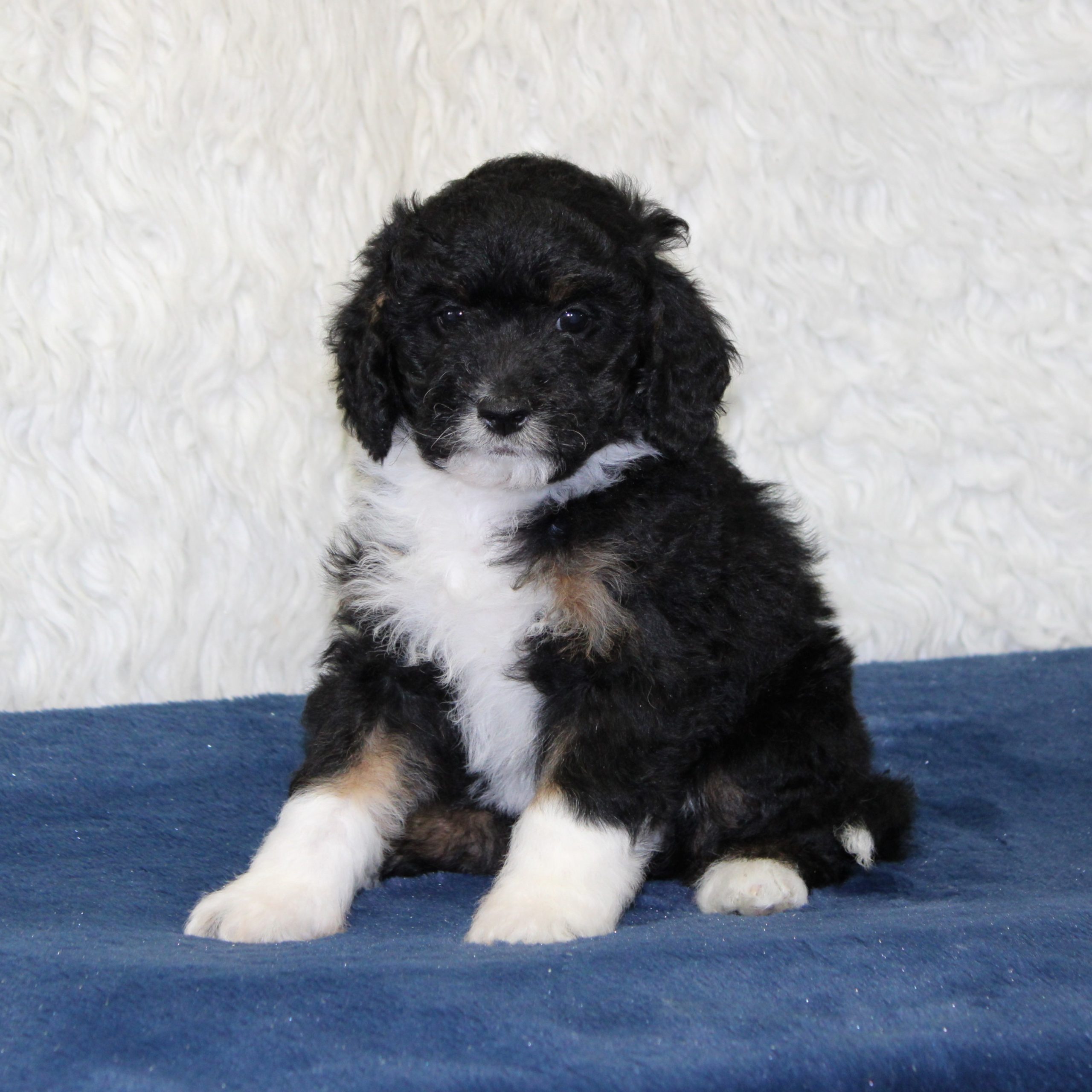 F1b Tiny micro-mini Bernedoodle female black tri-color