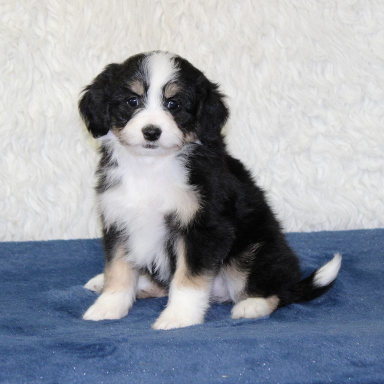 F1b Tiny micro-mini Bernedoodle female black tri-color
