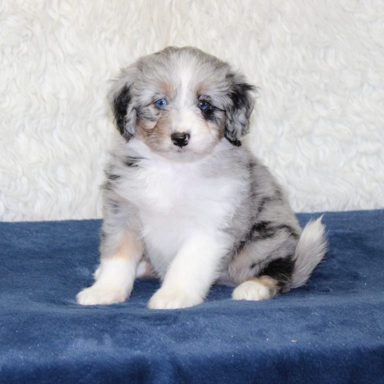 F1b Tiny micro-mini Bernedoodle female blue merle tri-color