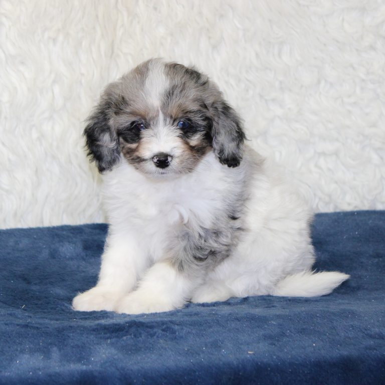 F1b Tiny micro-mini Bernedoodle female blue merle tri-color