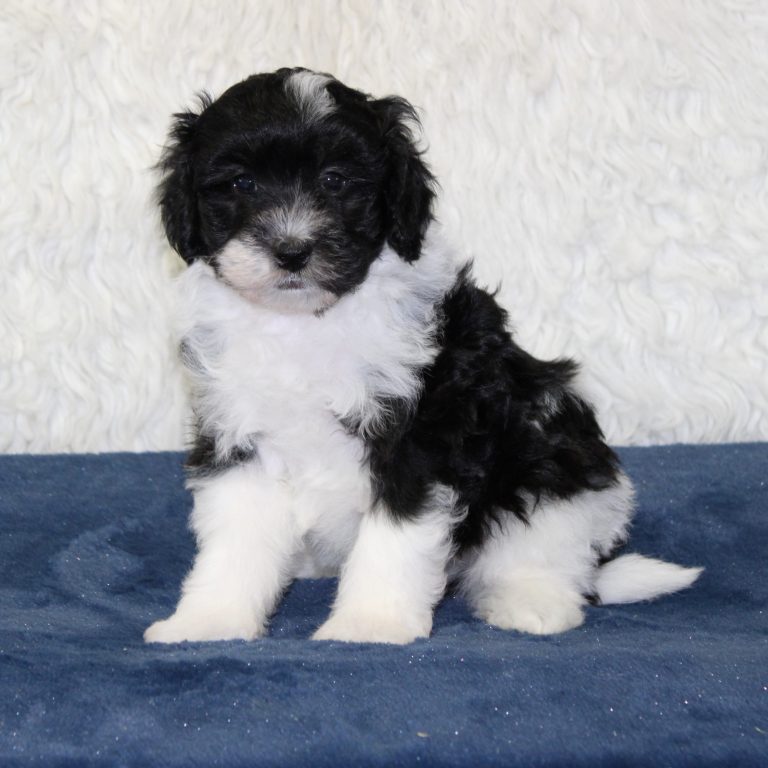 F1b Tiny micro-mini Bernedoodle male black tri-color