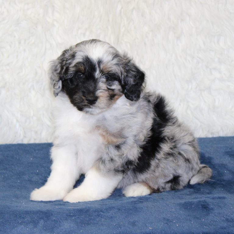 F1b Tiny micro-mini Bernedoodle male blue merle tri-color