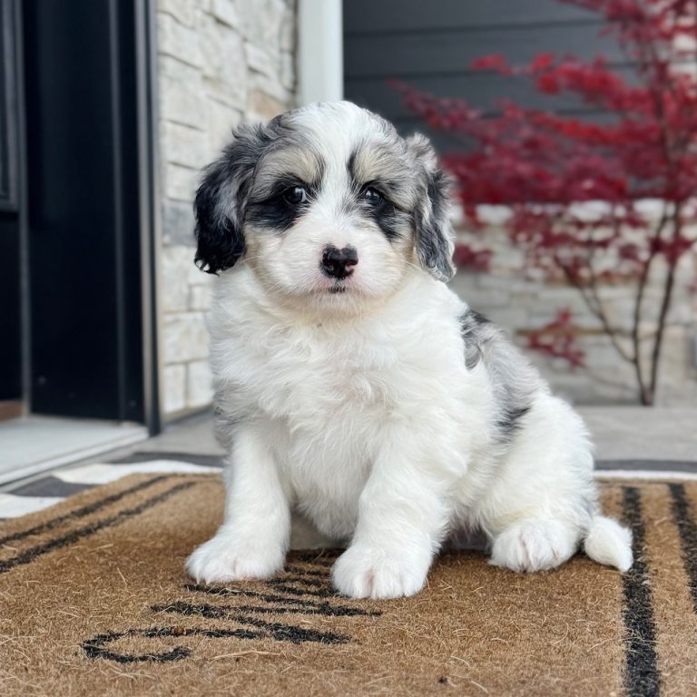 F1b Tiny micro-mini Bernedoodle male blue merle tri-color