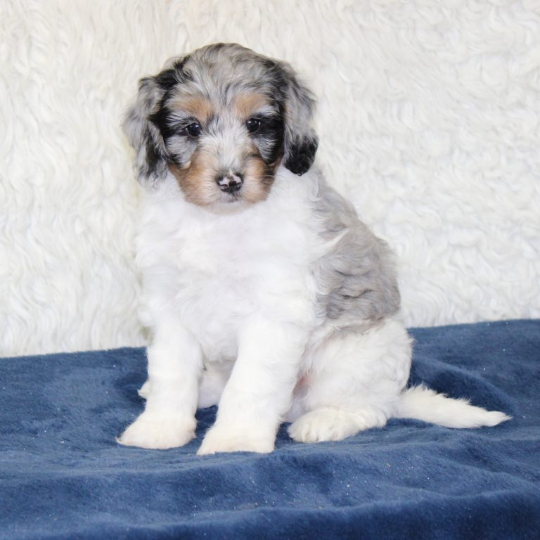 F1b Tiny micro-mini Bernedoodle male blue merle tri-color
