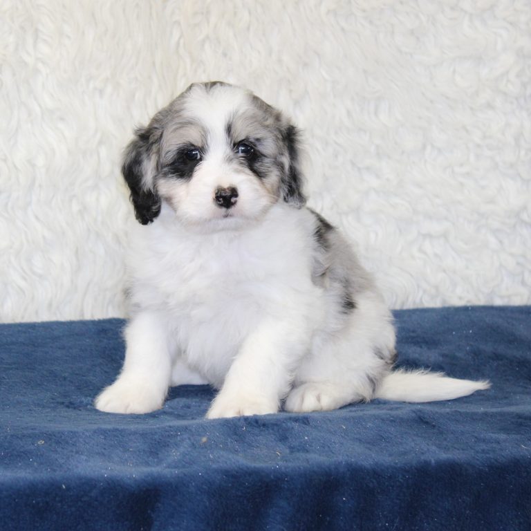 F1b Tiny micro-mini Bernedoodle male blue merle tri-color