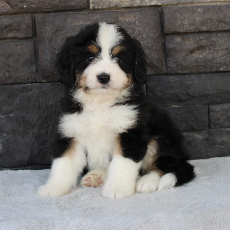 Black tri-color F1 Mini Bernedoodle puppy female