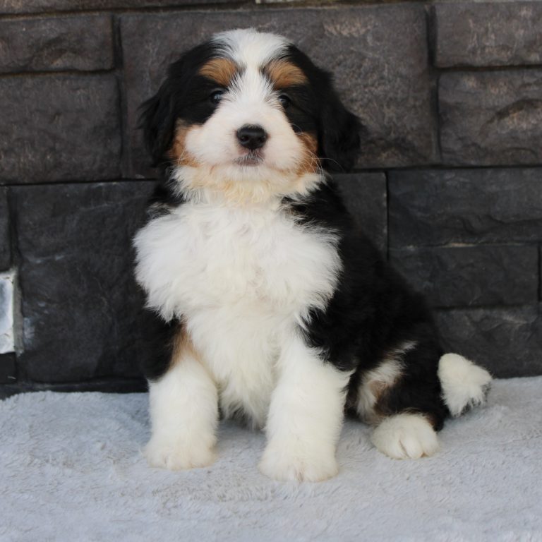 Black tri-color F1 Mini Bernedoodle puppy female