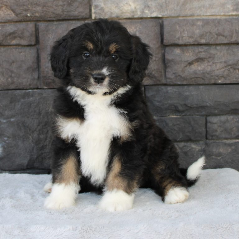 F1 black tri-color mini Bernedoodle female. Health tested, genetic clear, OFA Tested.