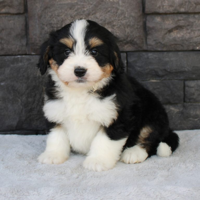 F1 black tri-color mini Bernedoodle female. Health tested, genetic clear, OFA Tested.
