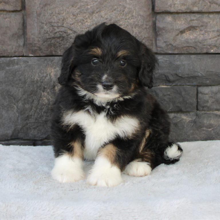 F1 black tri-color mini Bernedoodle female. Health tested, genetic clear, OFA Tested.