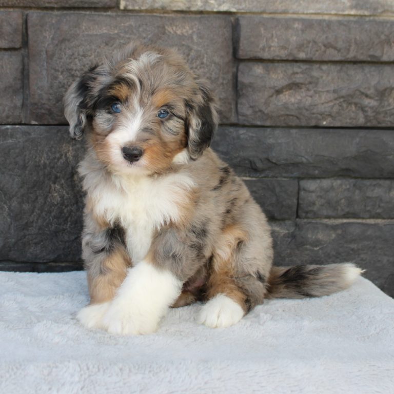F1 blue merle tri-color mini Bernedoodle female. Health tested, genetic clear, OFA Tested