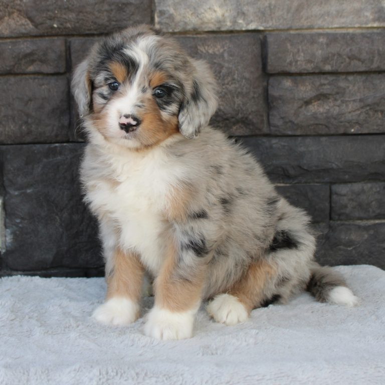 F1 blue merle tri-color mini Bernedoodle female. Health tested, genetic clear, OFA Tested