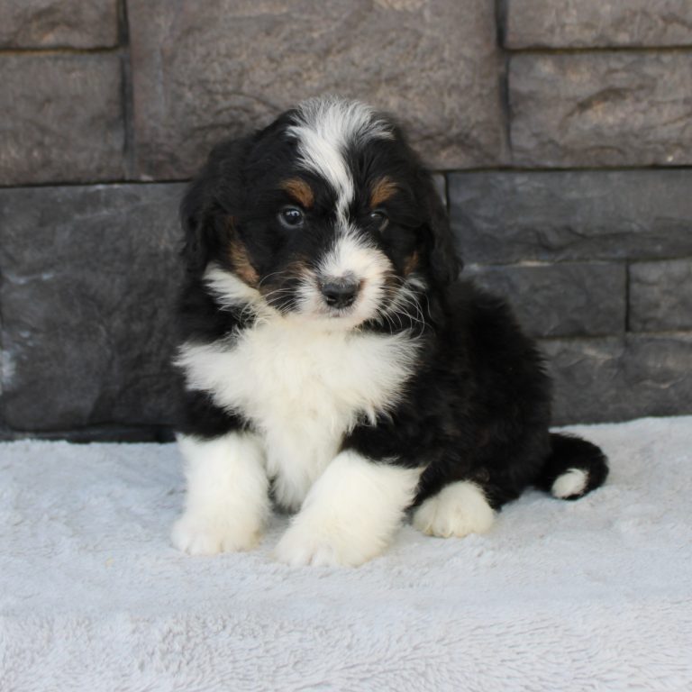 F1 black tri-color mini Bernedoodle male. Health tested, genetic clear, OFA Tested.