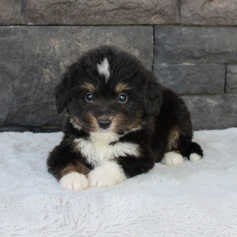 F1 black tri-color mini Bernedoodle male. Health tested, genetic clear, OFA Tested.