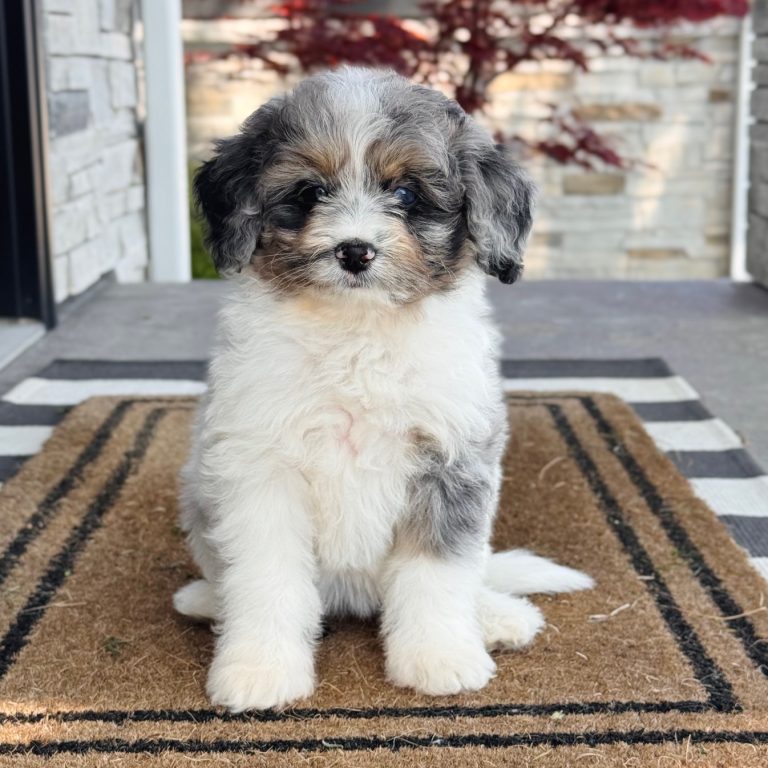 Blue merle tri-color F1b Tiny Bernedoodle (micro-mini) female