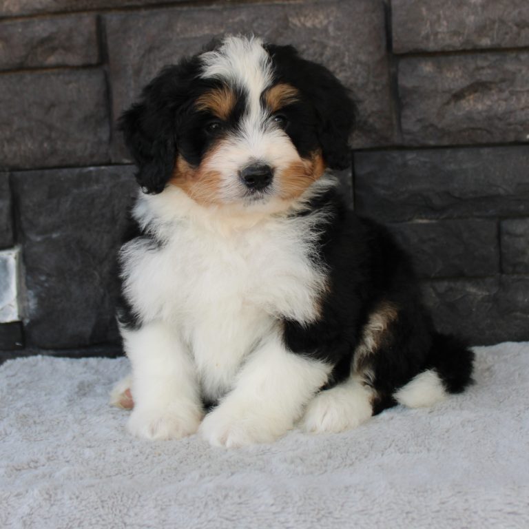 F1 black tri-color mini Bernedoodle male. Health tested, genetic clear, OFA Tested.