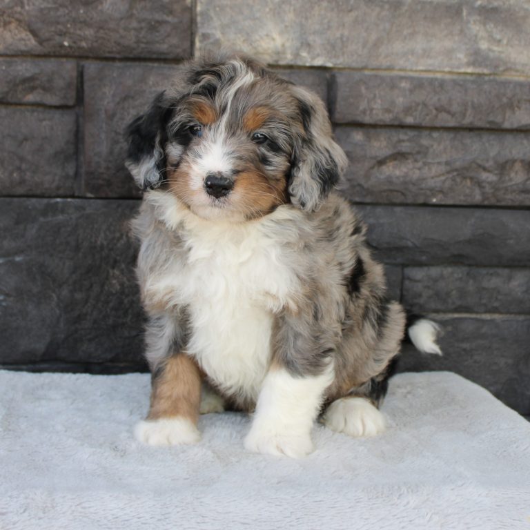 F1 blue merle tri-color mini Bernedoodle male. Health tested, genetic clear, OFA Tested