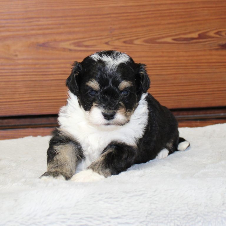 F1b Tiny micro-mini Bernedoodle female black tri-color