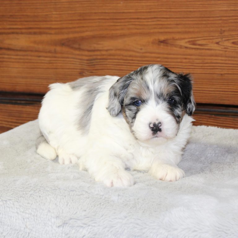 F1b Tiny micro-mini Bernedoodle female blue merle tri-color