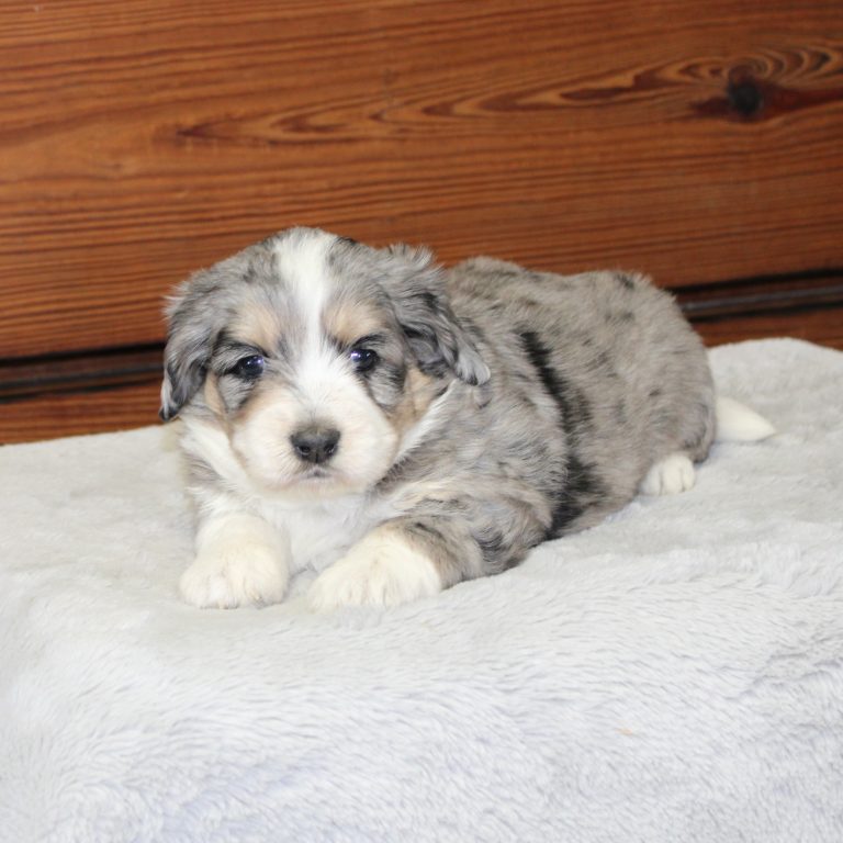 F1b Tiny micro-mini Bernedoodle female blue merle tri-color