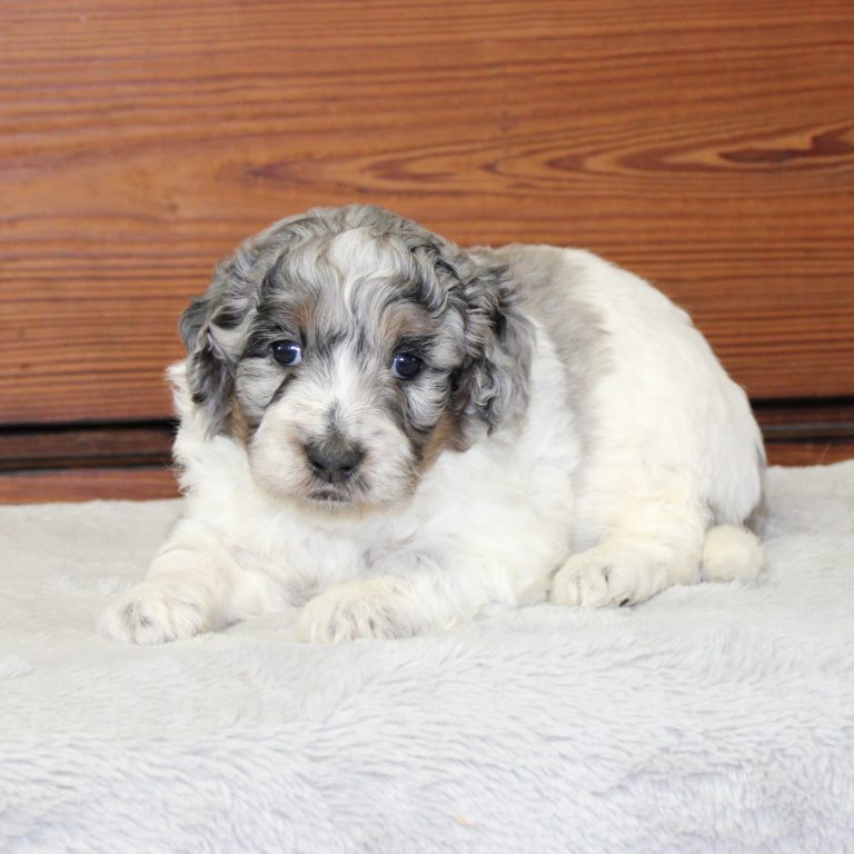 F1b Tiny micro-mini Bernedoodle male blue merle tri-color