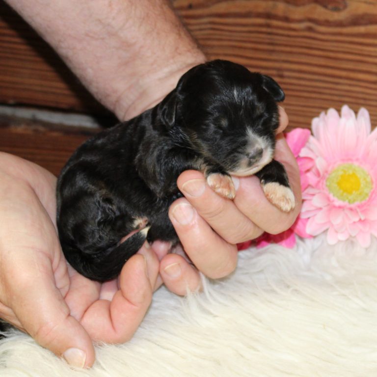 Black tri-color F1 Mini Bernedoodle puppy female