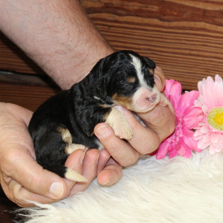 F1 black tri-color mini Bernedoodle female. Health tested, genetic clear, OFA Tested