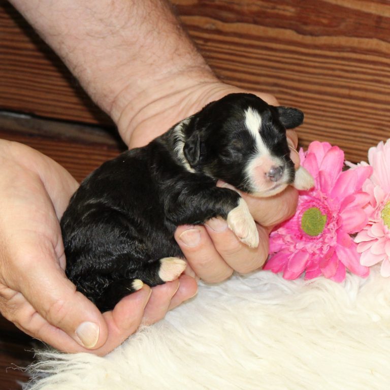 F1 black tri-color mini Bernedoodle female. Health tested, genetic clear, OFA Tested