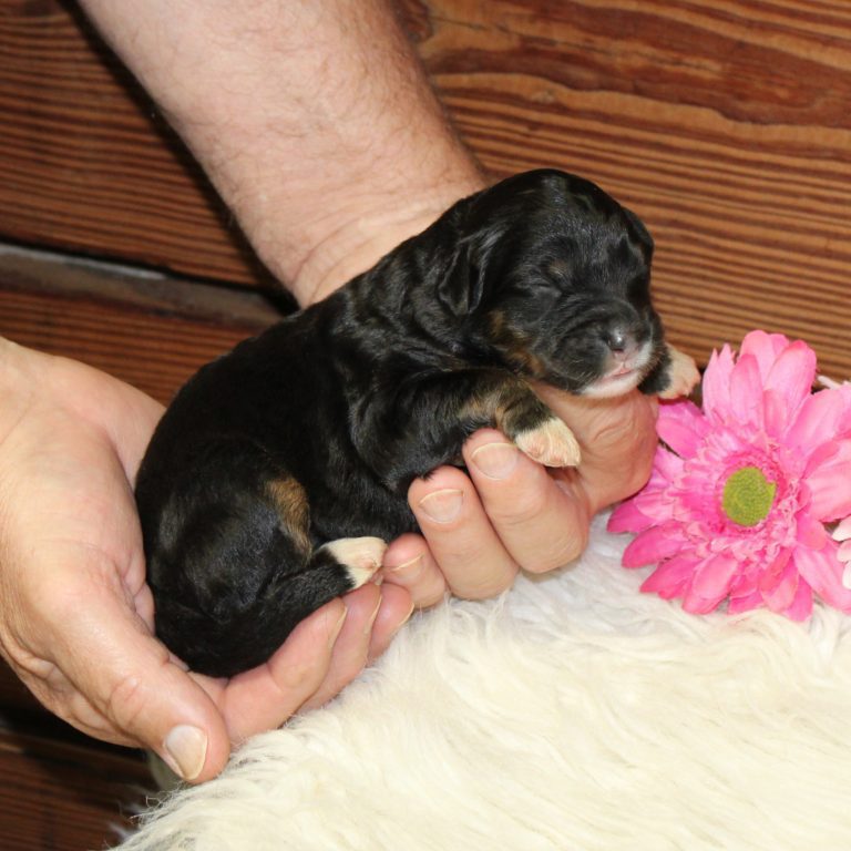 F1 black tri-color mini Bernedoodle female. Health tested, genetic clear, OFA Tested