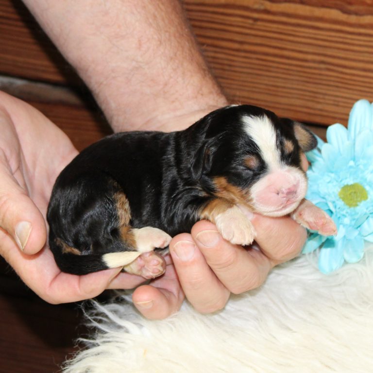 F1 black tri-color mini Bernedoodle male. Health tested, genetic clear, OFA Tested.