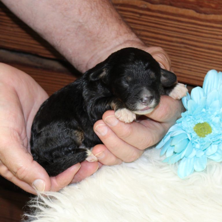 F1 black tri-color mini Bernedoodle male. Health tested, genetic clear, OFA Tested.