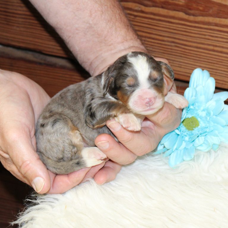 F1 blue merle tri-color mini Bernedoodle male. Health tested, genetic clear, OFA Tested.