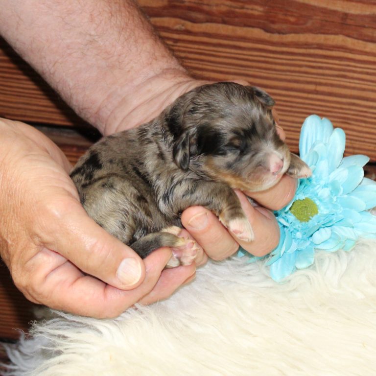 F1 blue merle tri-color mini Bernedoodle male. Health tested, genetic clear, OFA Tested.
