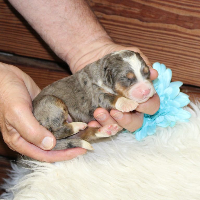F1 blue merle tri-color mini Bernedoodle male. Health tested, genetic clear, OFA Tested.