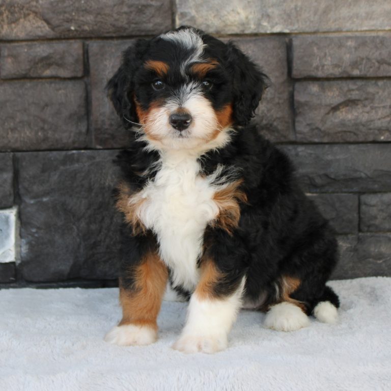 Black tri-color F1 Mini Bernedoodle puppy female