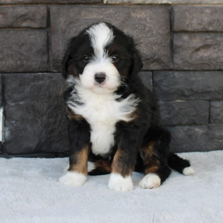 F1 black tri-color mini Bernedoodle female. Health tested, genetic clear, OFA Tested