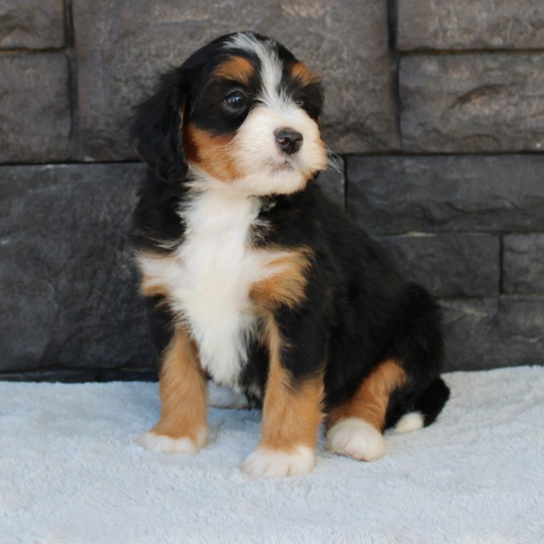 F1 black tri-color mini Bernedoodle female. Health tested, genetic clear, OFA Tested